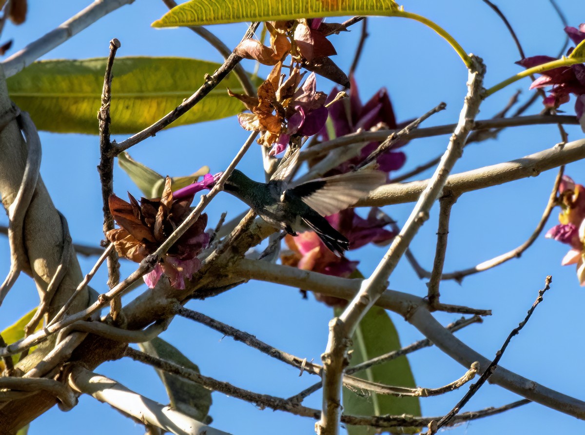 Broad-billed Hummingbird - ML549185511