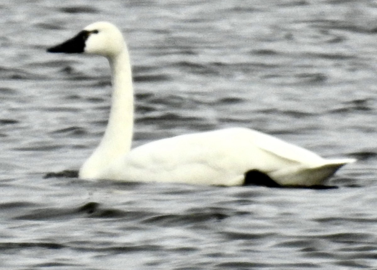 Trumpeter Swan - ML549185621