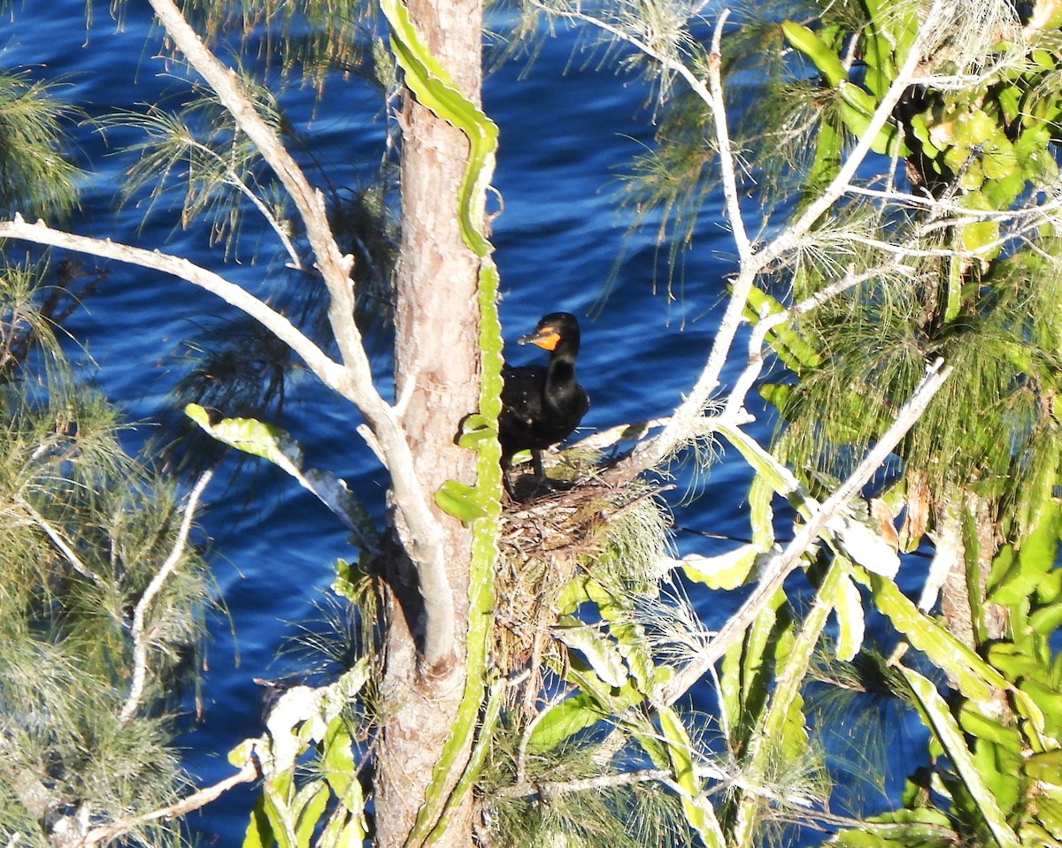 Double-crested Cormorant - ML549186271