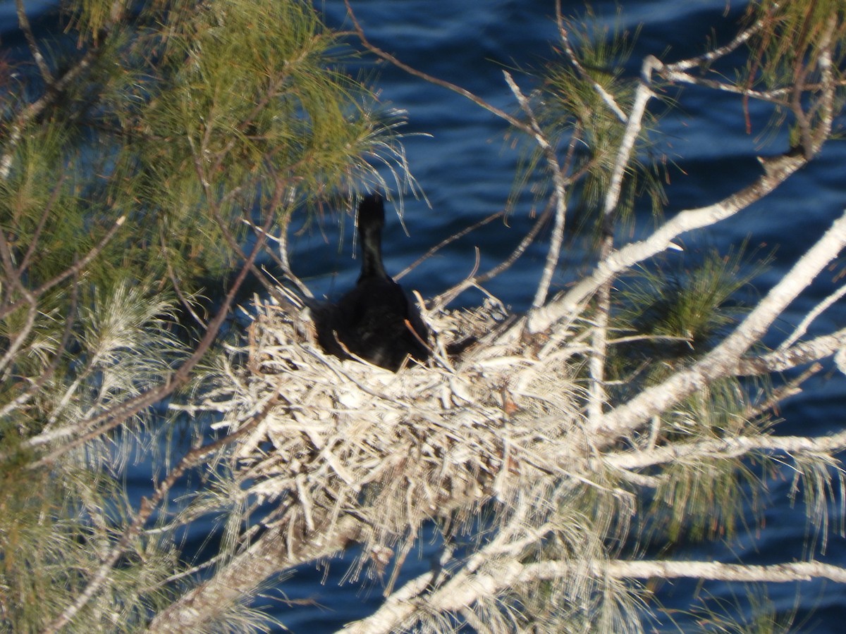 Double-crested Cormorant - ML549186291