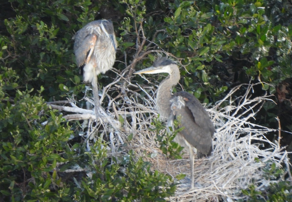 Great Blue Heron - ML549186391