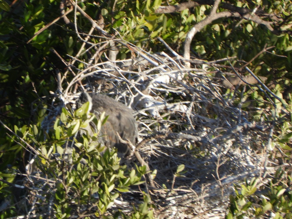 Garza Azulada - ML549186401