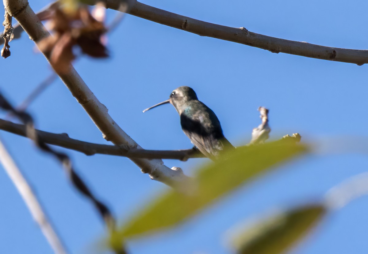 Broad-billed Hummingbird - ML549186451