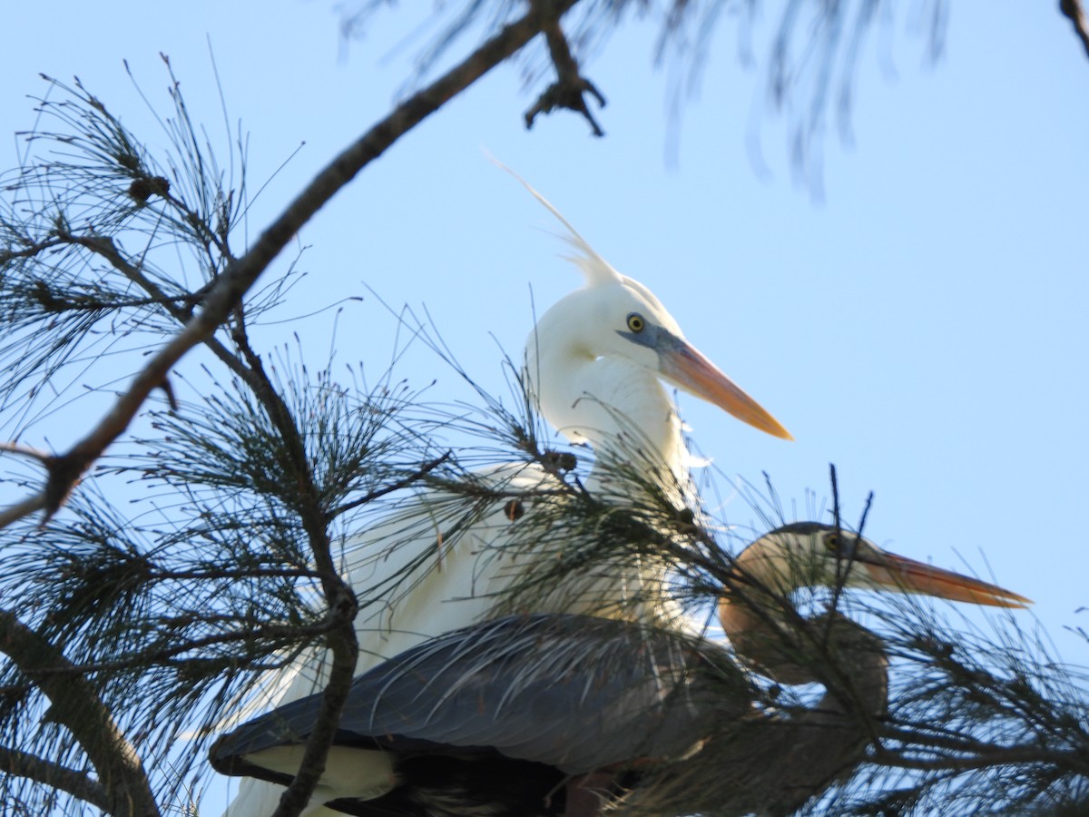 Great Blue Heron - ML549186651