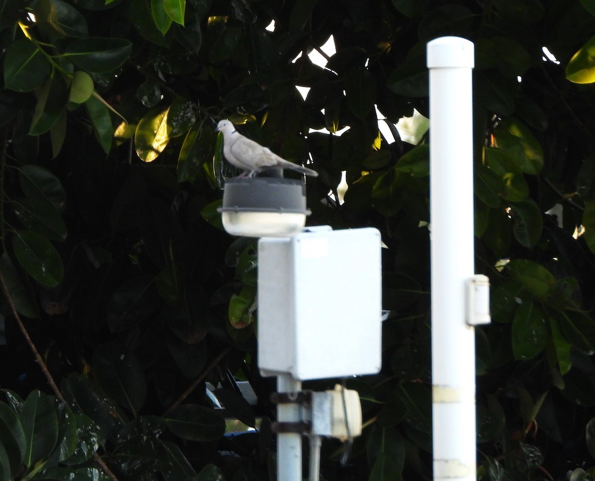 Eurasian Collared-Dove - ML549186951