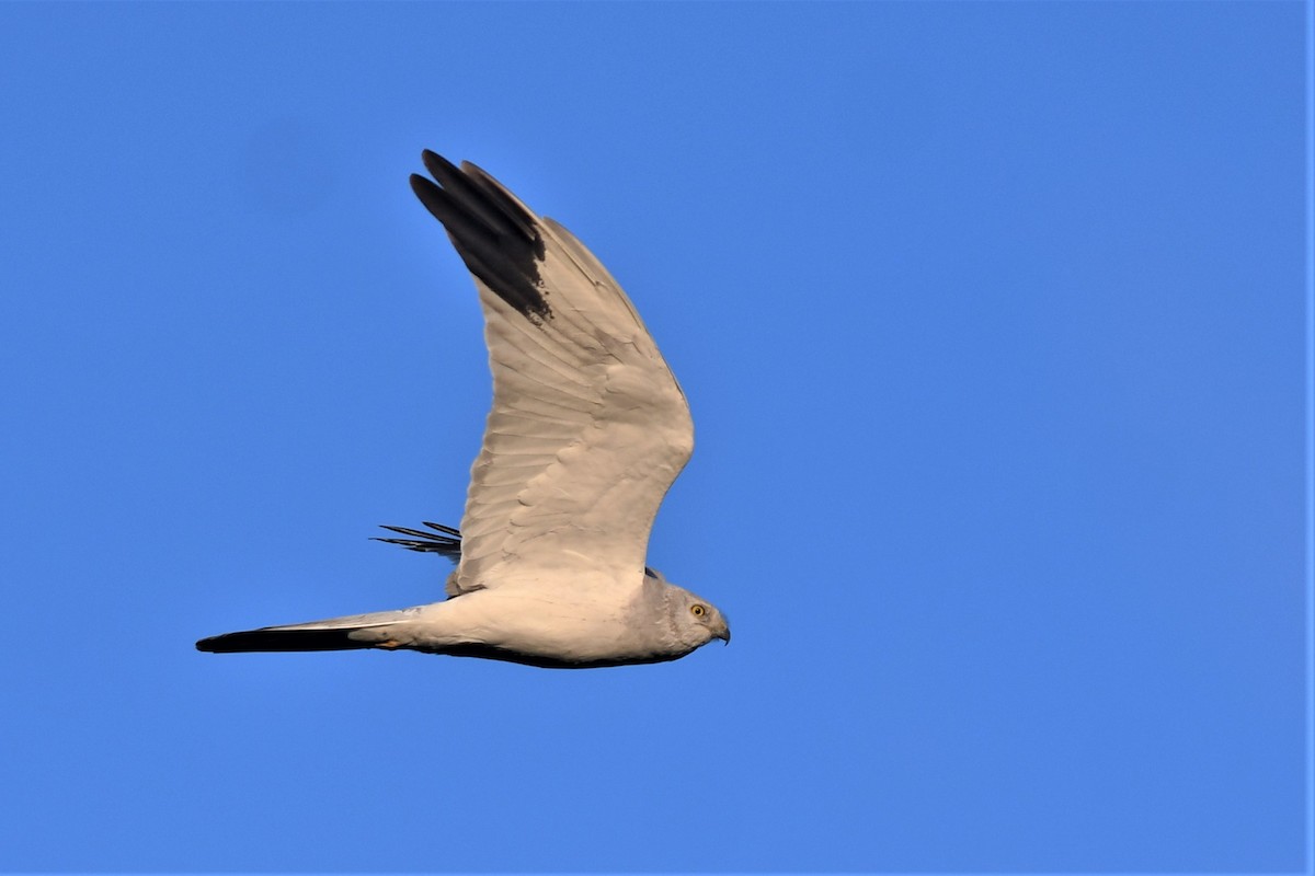 Pallid Harrier - ML549188361