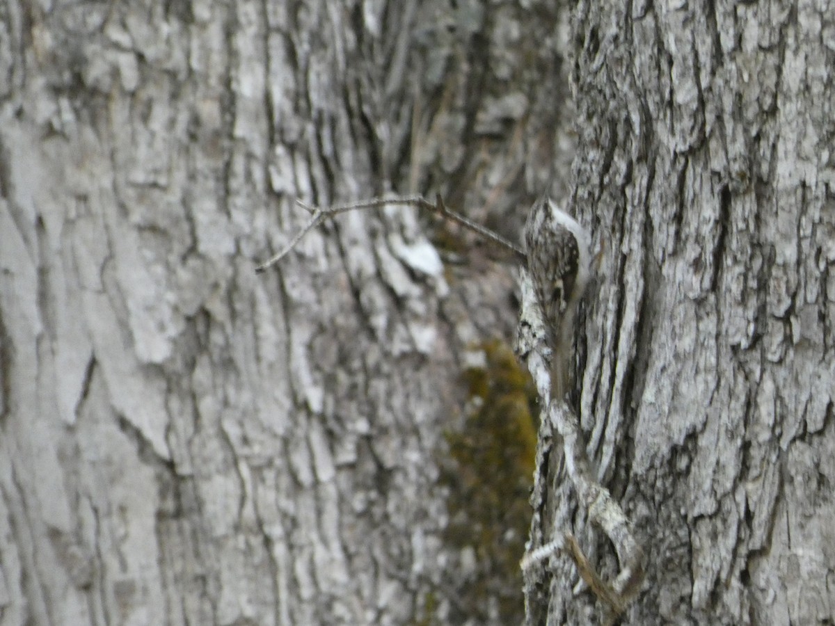 Brown Creeper - Peter Wynnyk