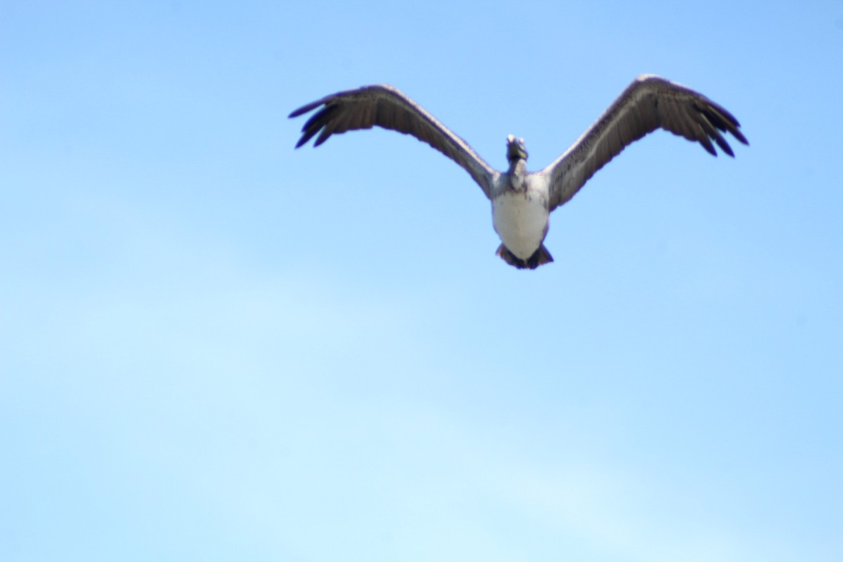 Brown Pelican - juventino chavez