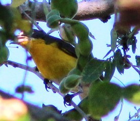 Yellow-breasted Chat - ML549189591