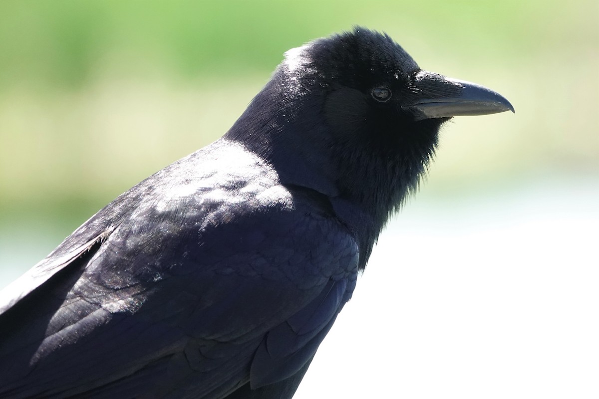 Fish Crow - ML549190201