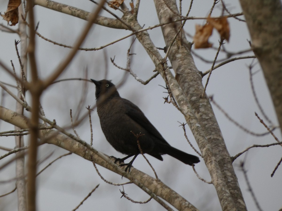 Rusty Blackbird - Peter Wynnyk