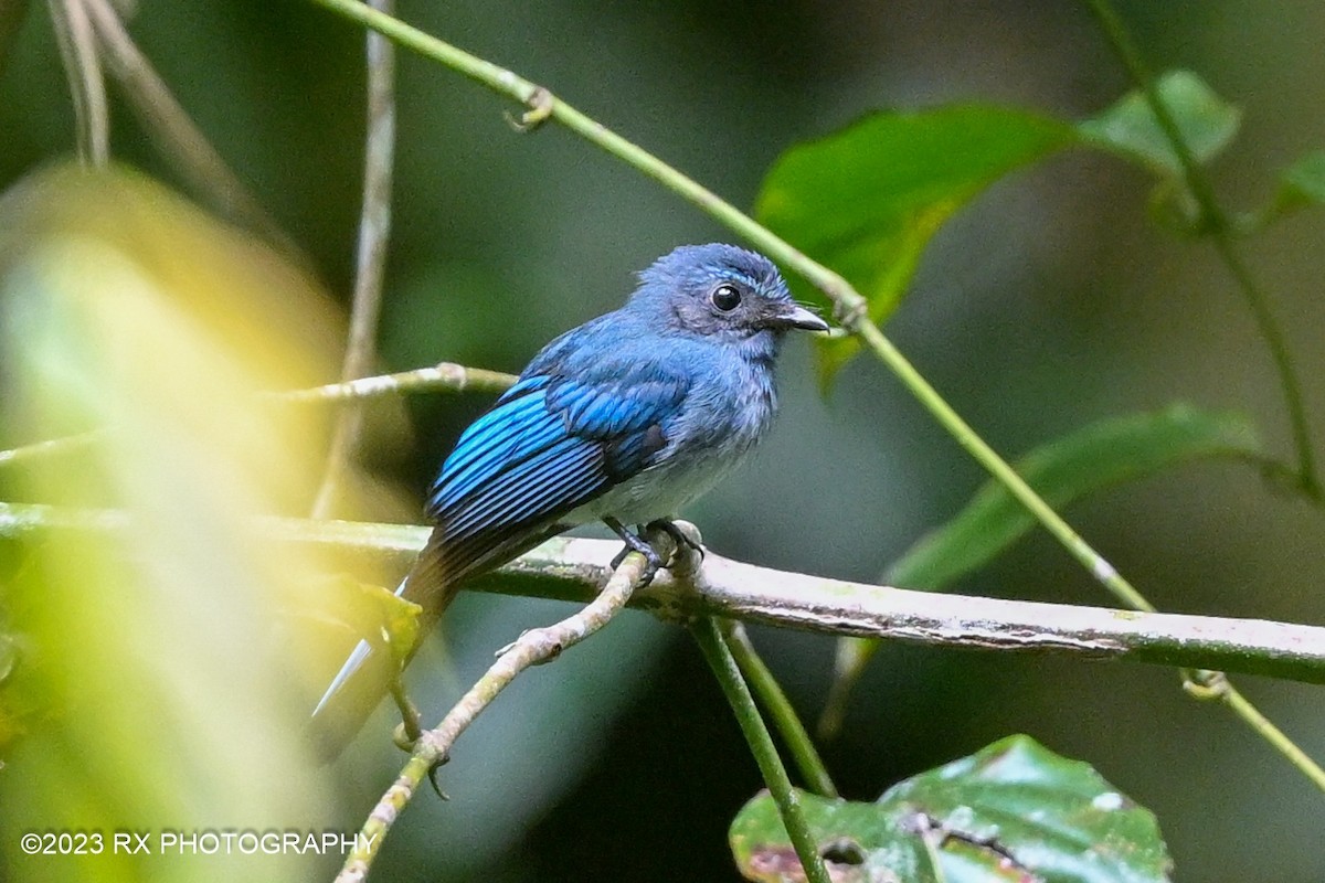 Visayan Blue-Fantail - Ah Heng