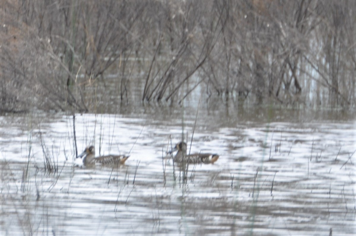 Pink-eared Duck - ML549190991