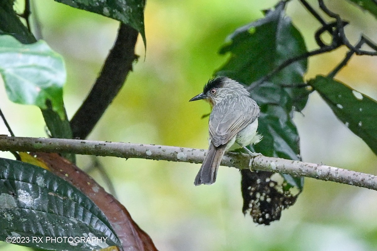 Visayan Babbler - ML549191411