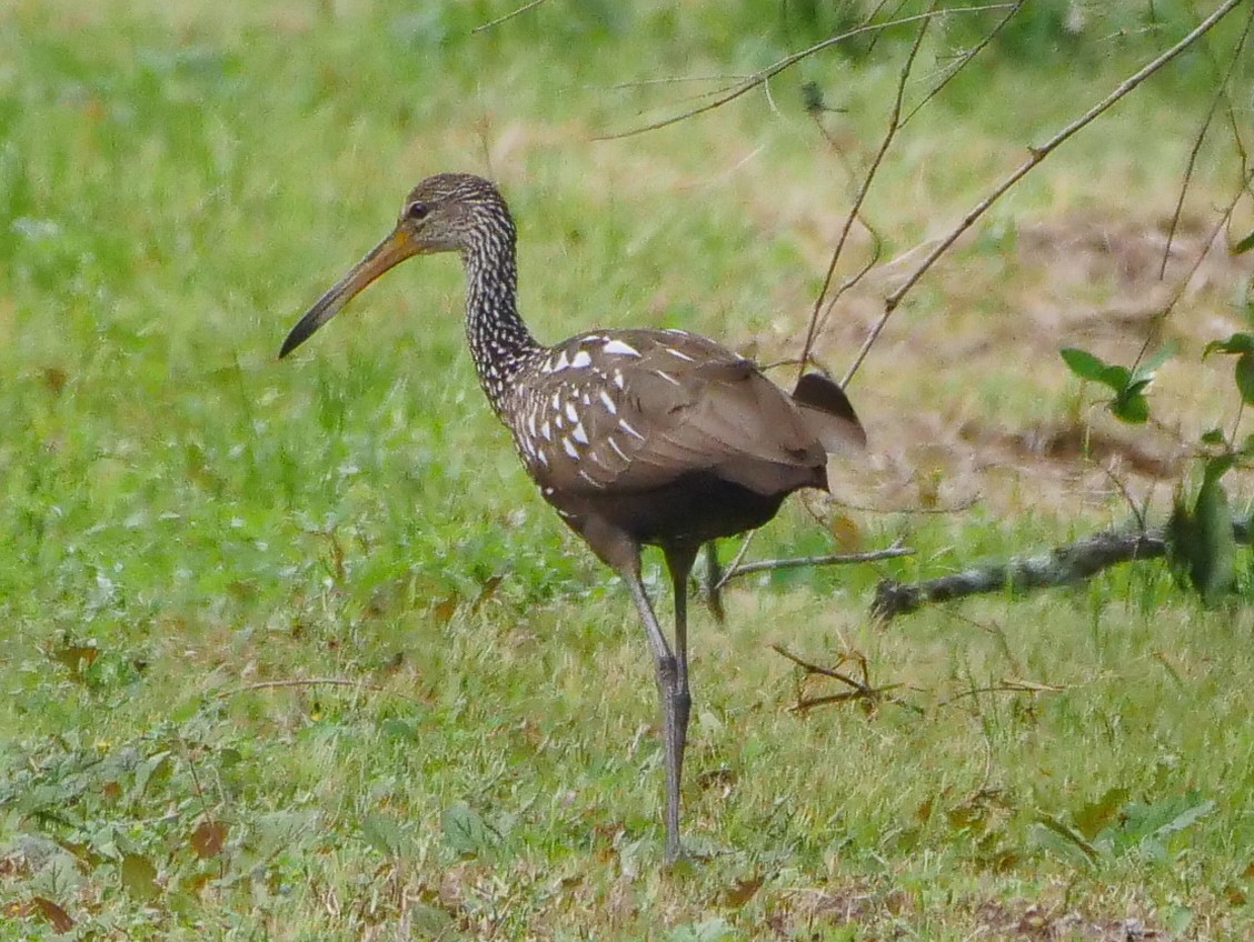 Limpkin - ML549192171
