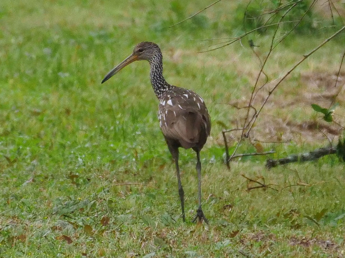Limpkin - ML549192181