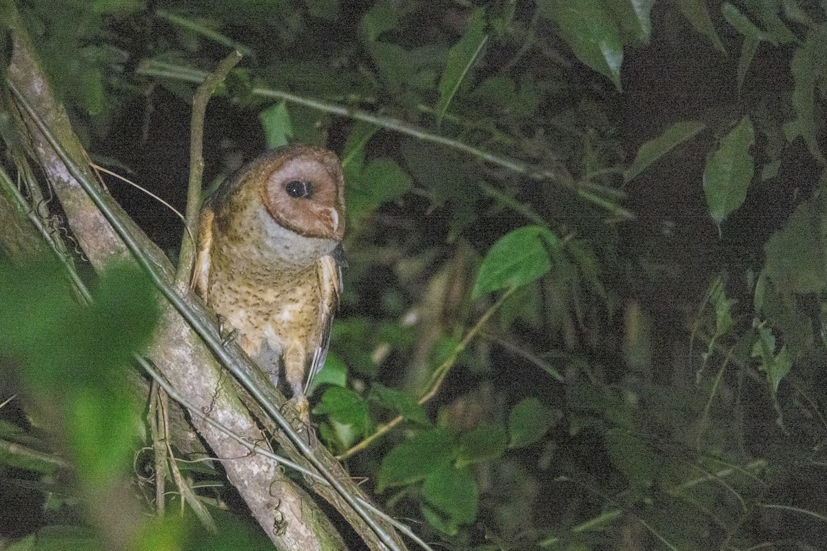 Barn Owl - ML549192501