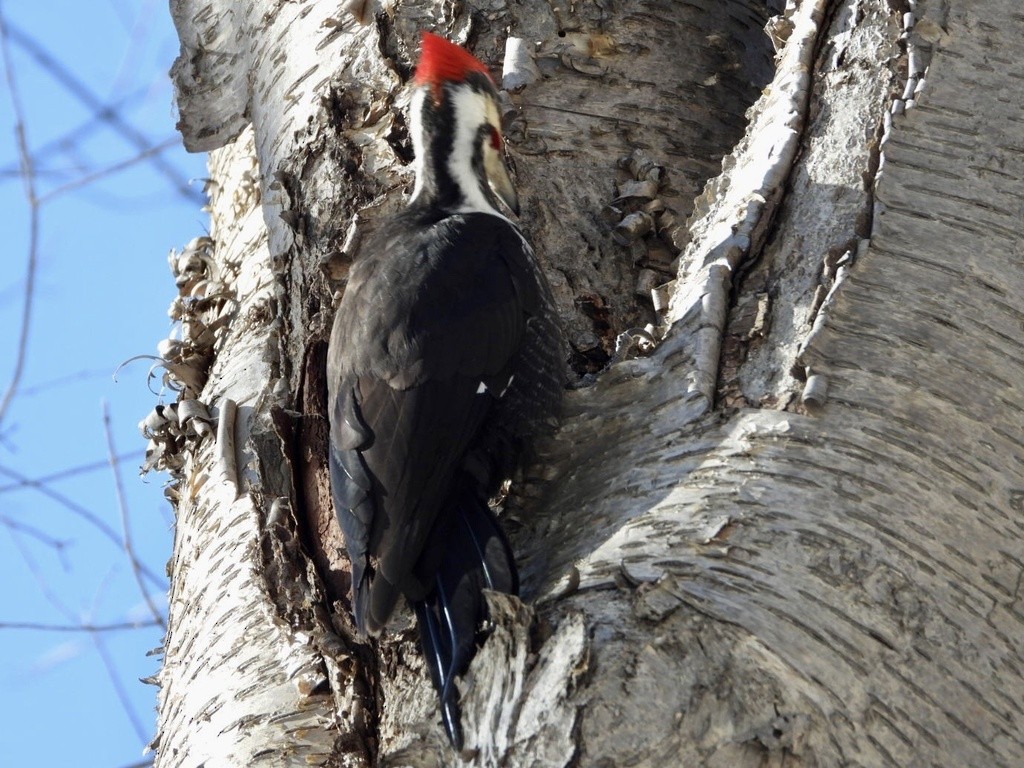 Pileated Woodpecker - ML549193081