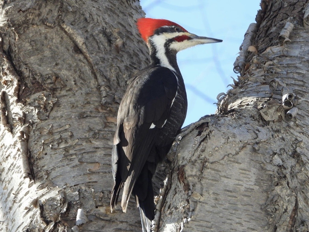Pileated Woodpecker - ML549193101