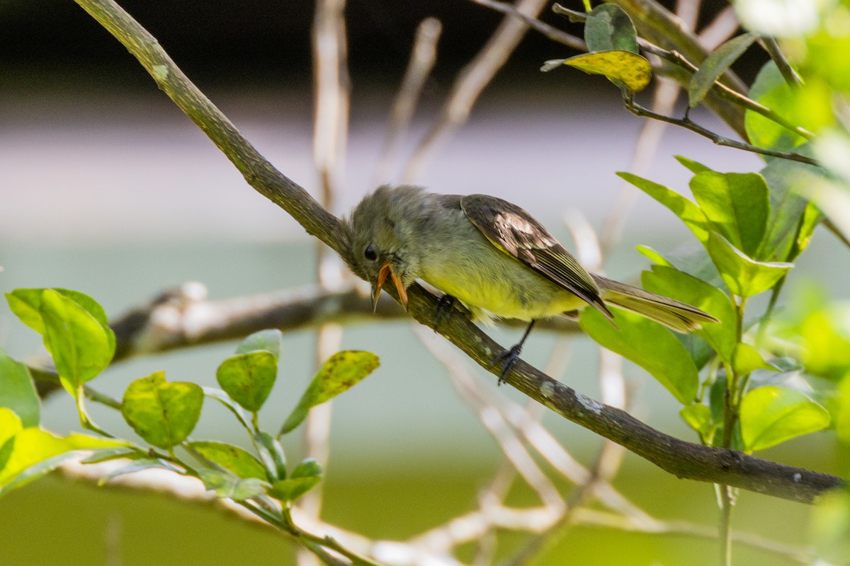 Yellow-bellied Elaenia - ML549193261