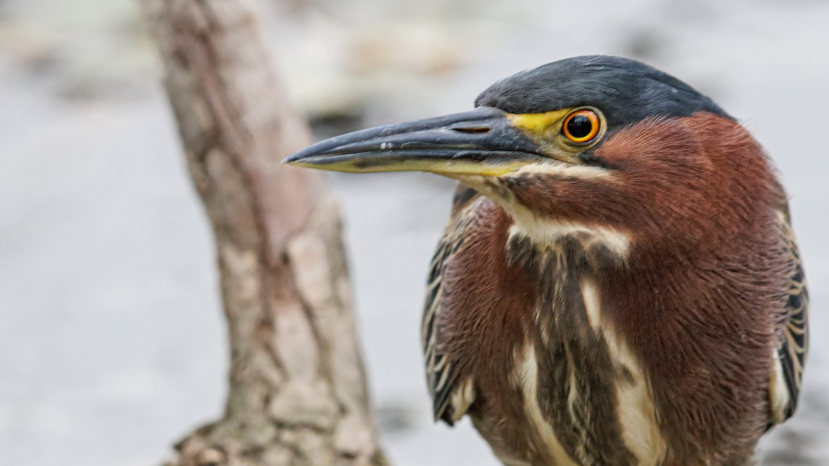 Green Heron - Robert Tizard