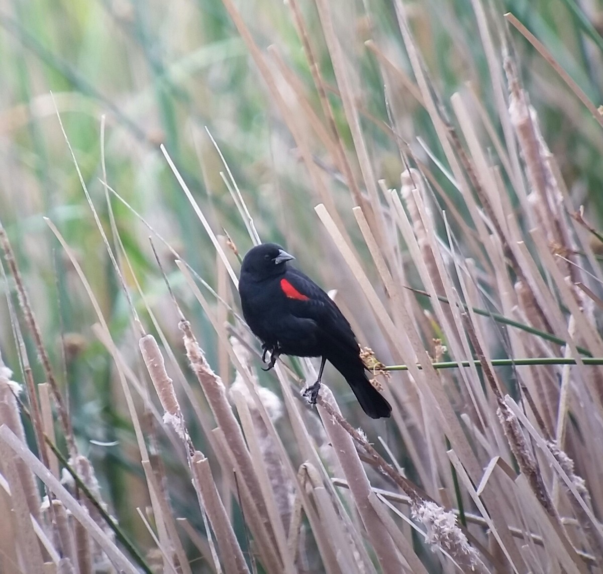 Red-winged Blackbird - ML54919381