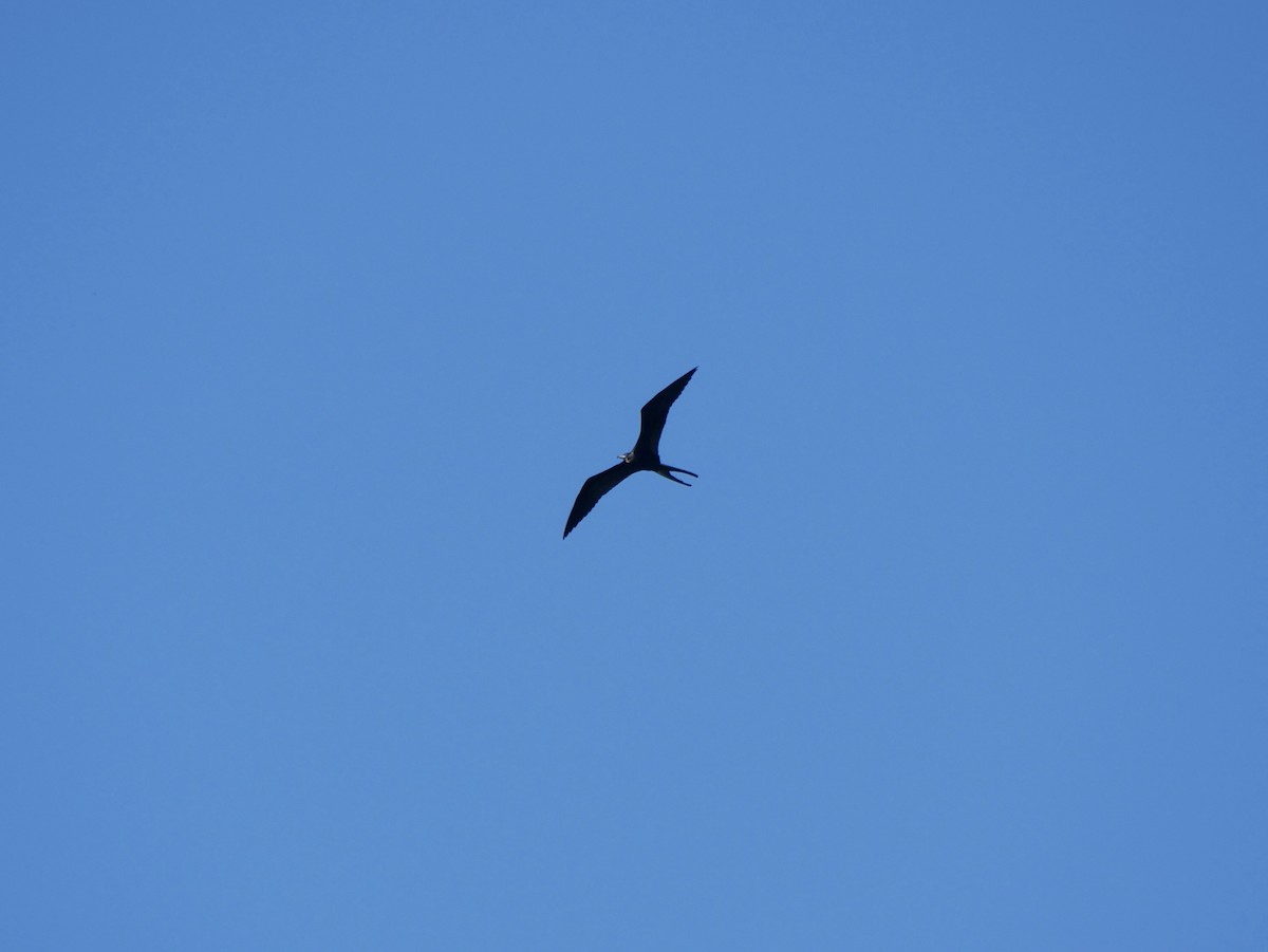 Magnificent Frigatebird - ML549195541