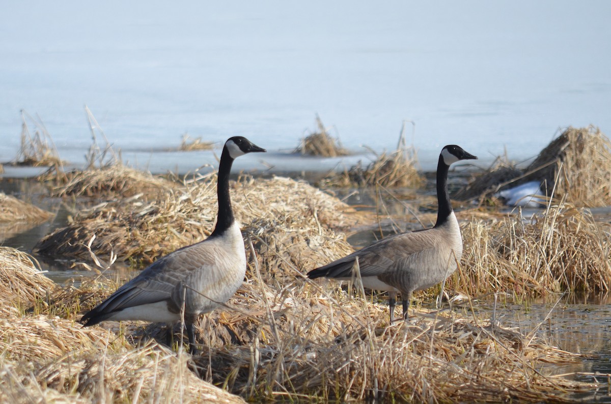 Canada Goose - ML549195631