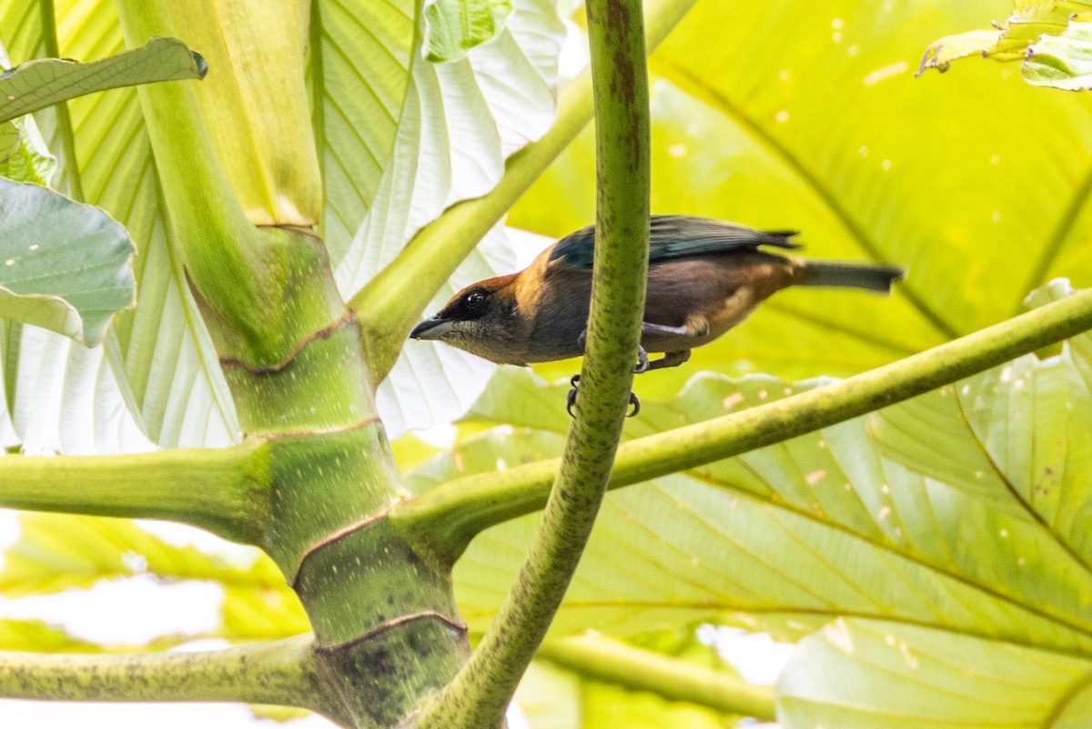 Lesser Antillean Tanager (St. Vincent) - Charlie Bostwick