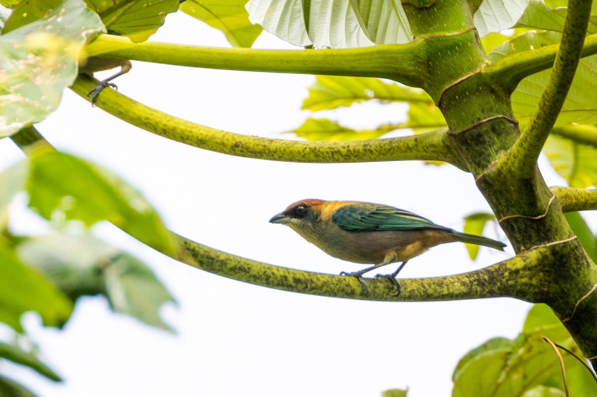 Lesser Antillean Tanager (St. Vincent) - Charlie Bostwick