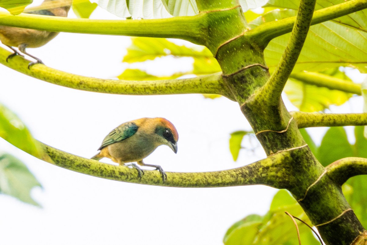 Lesser Antillean Tanager (St. Vincent) - Charlie Bostwick