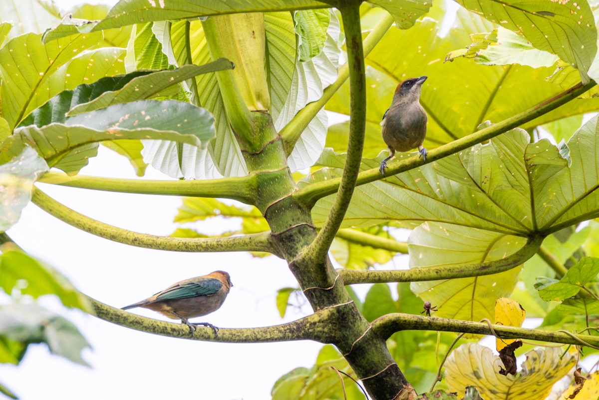 Lesser Antillean Tanager (St. Vincent) - ML549196471