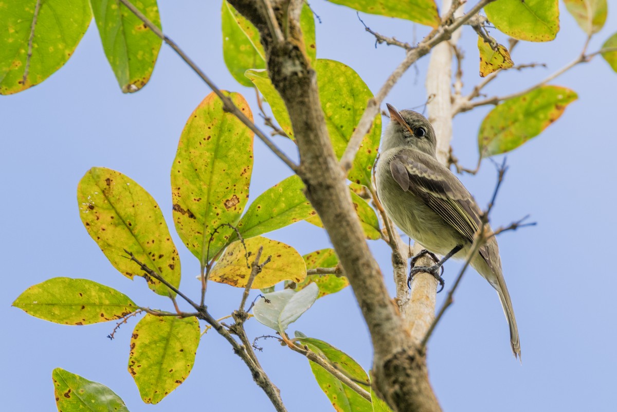 Caribbean Elaenia (Caribbean) - ML549196631