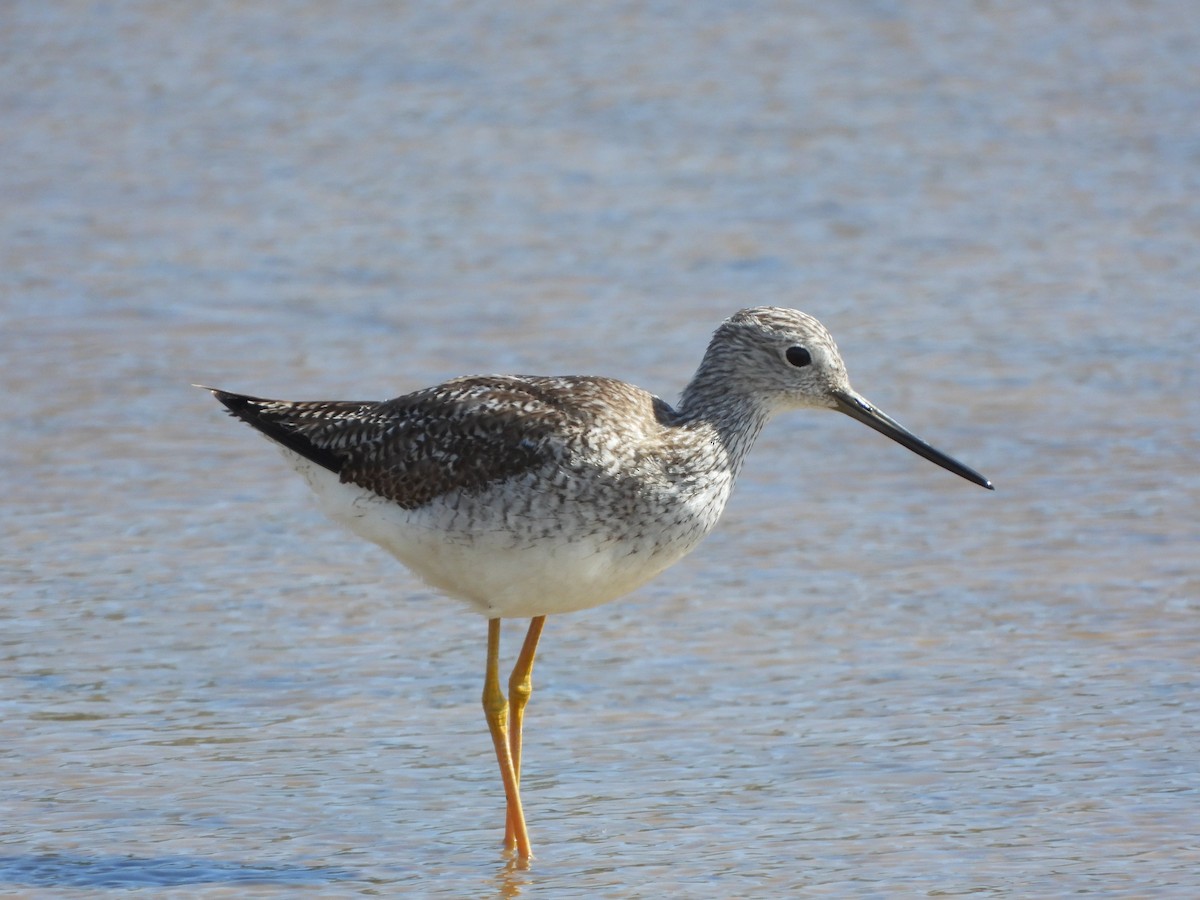 Greater Yellowlegs - ML549196721