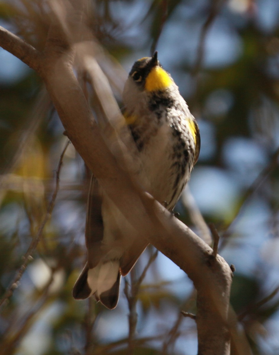 Yellow-rumped Warbler (Audubon's) - ML549196781