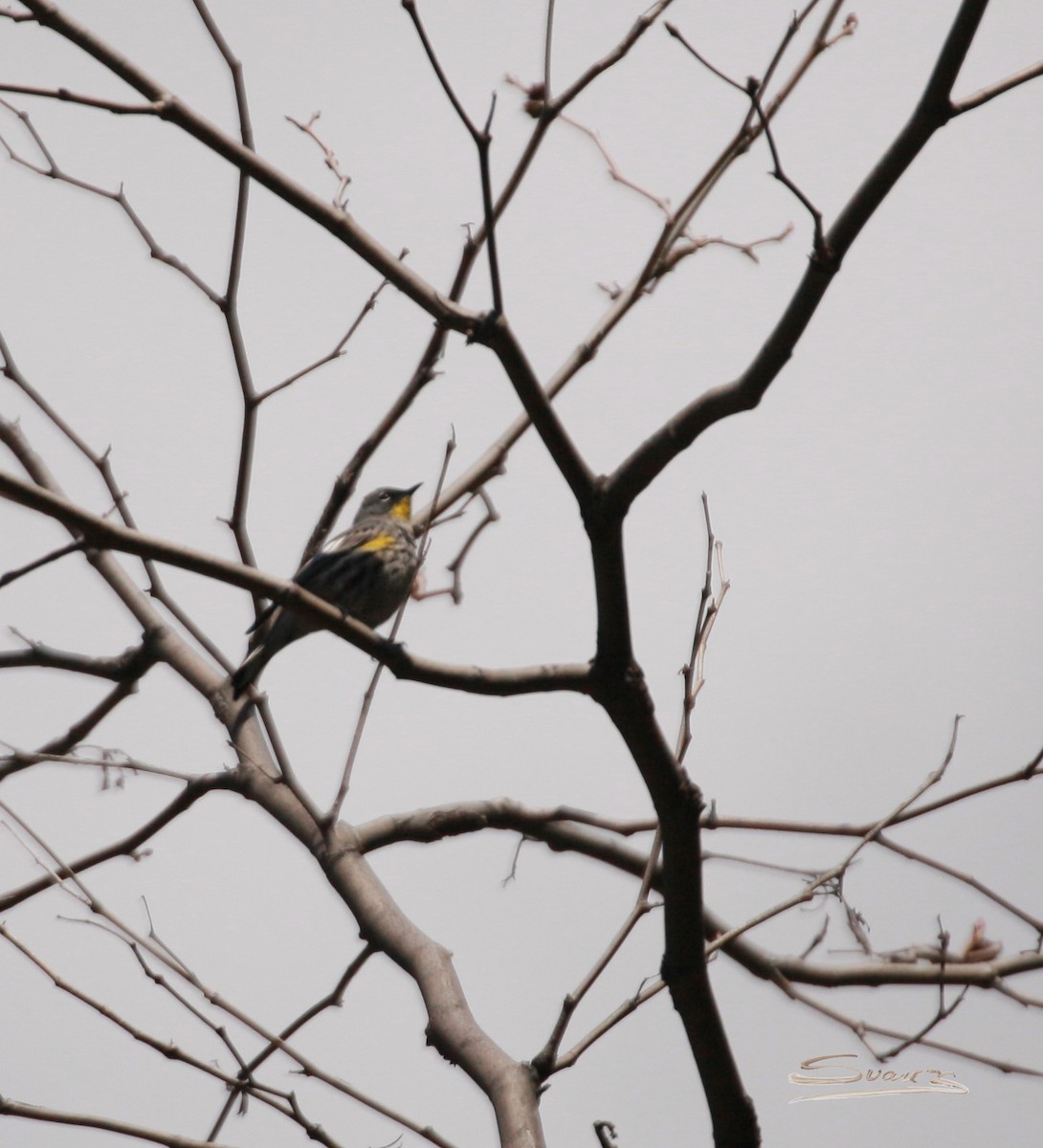 Yellow-rumped Warbler (Audubon's) - ML549196971