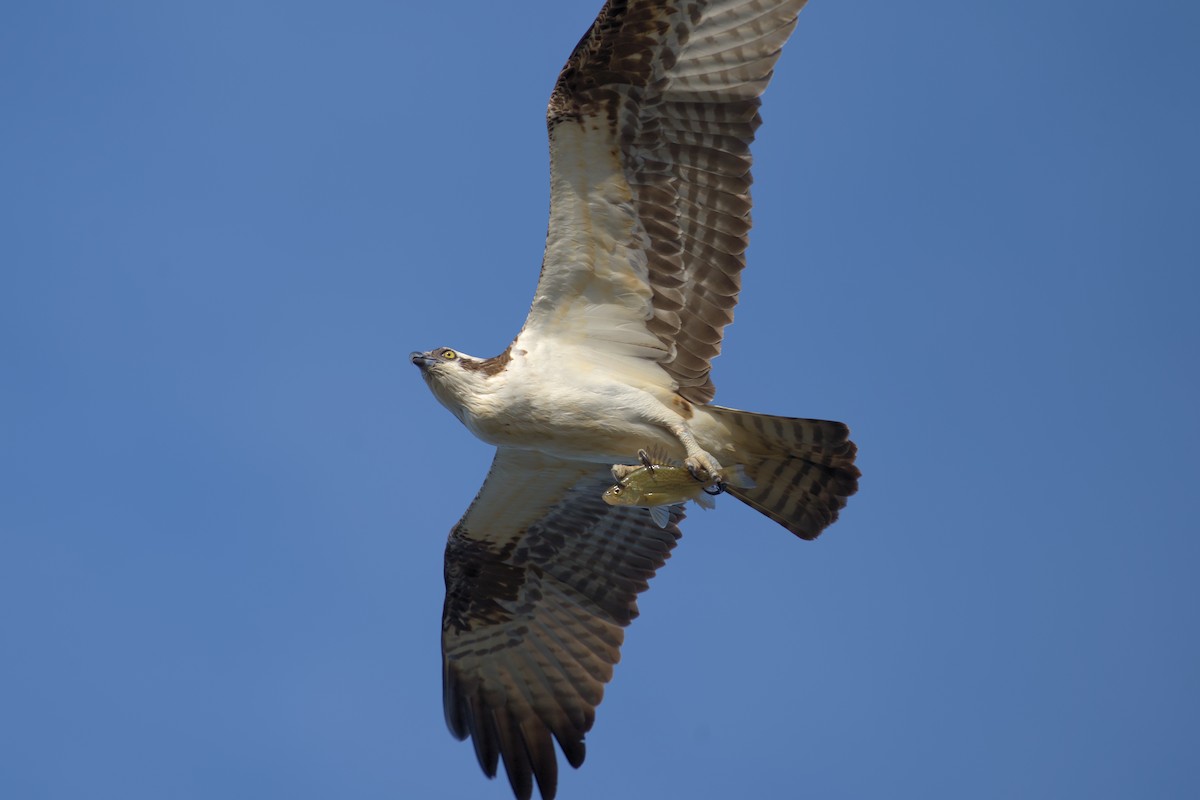 Osprey - ML549197141