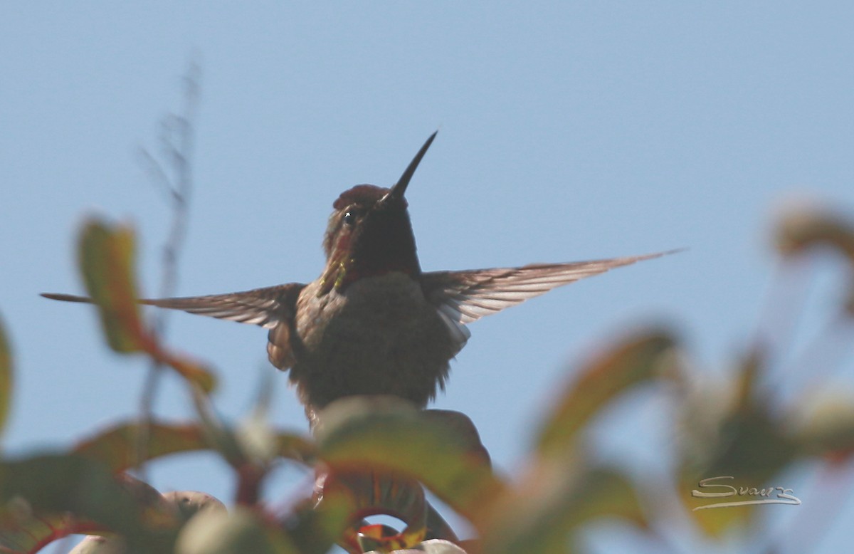 Anna's Hummingbird - ML549197221