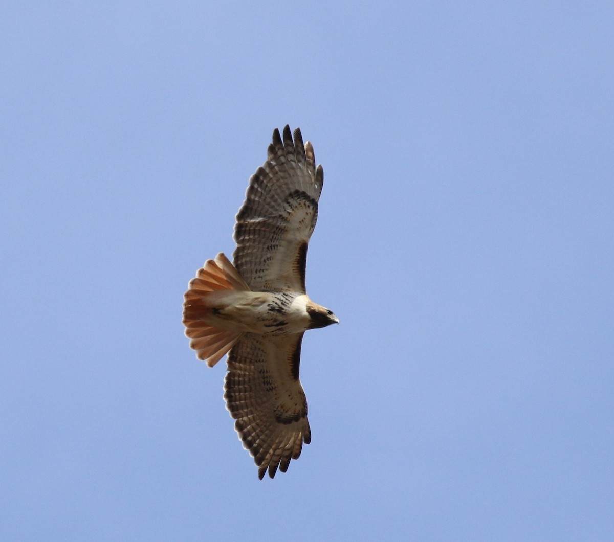 Rotschwanzbussard - ML549197381