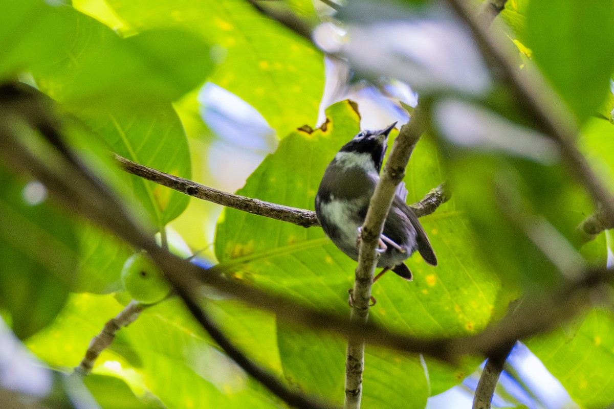 Whistling Warbler - Charlie Bostwick