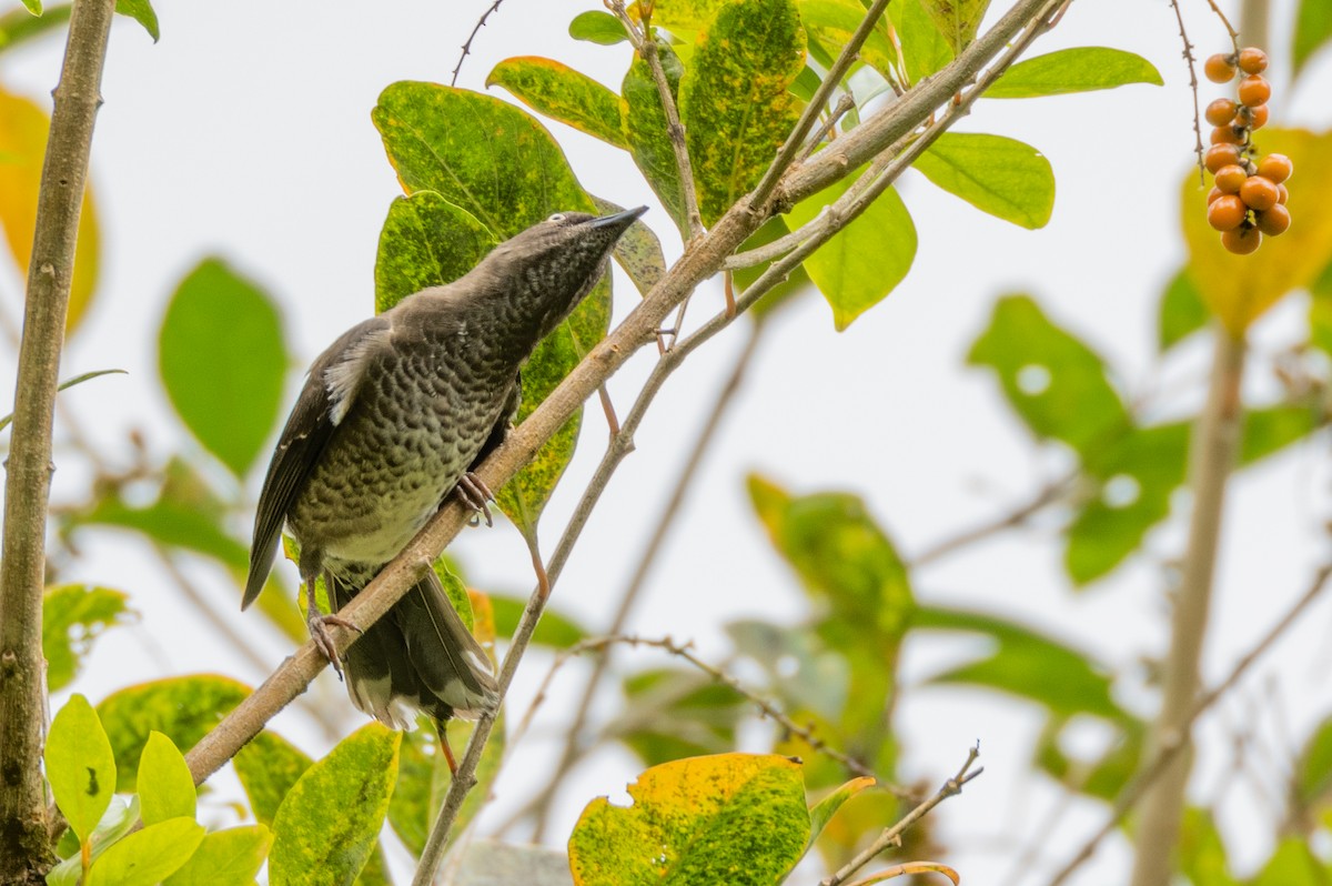 Scaly-breasted Thrasher - ML549197741