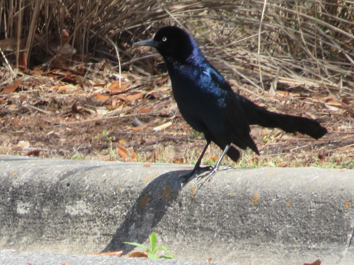 Boat-tailed Grackle - ML549198071