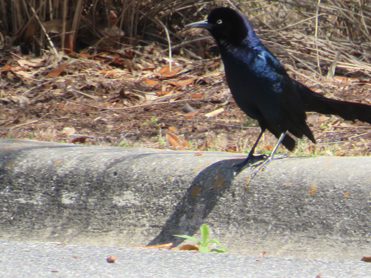 Boat-tailed Grackle - ML549198081