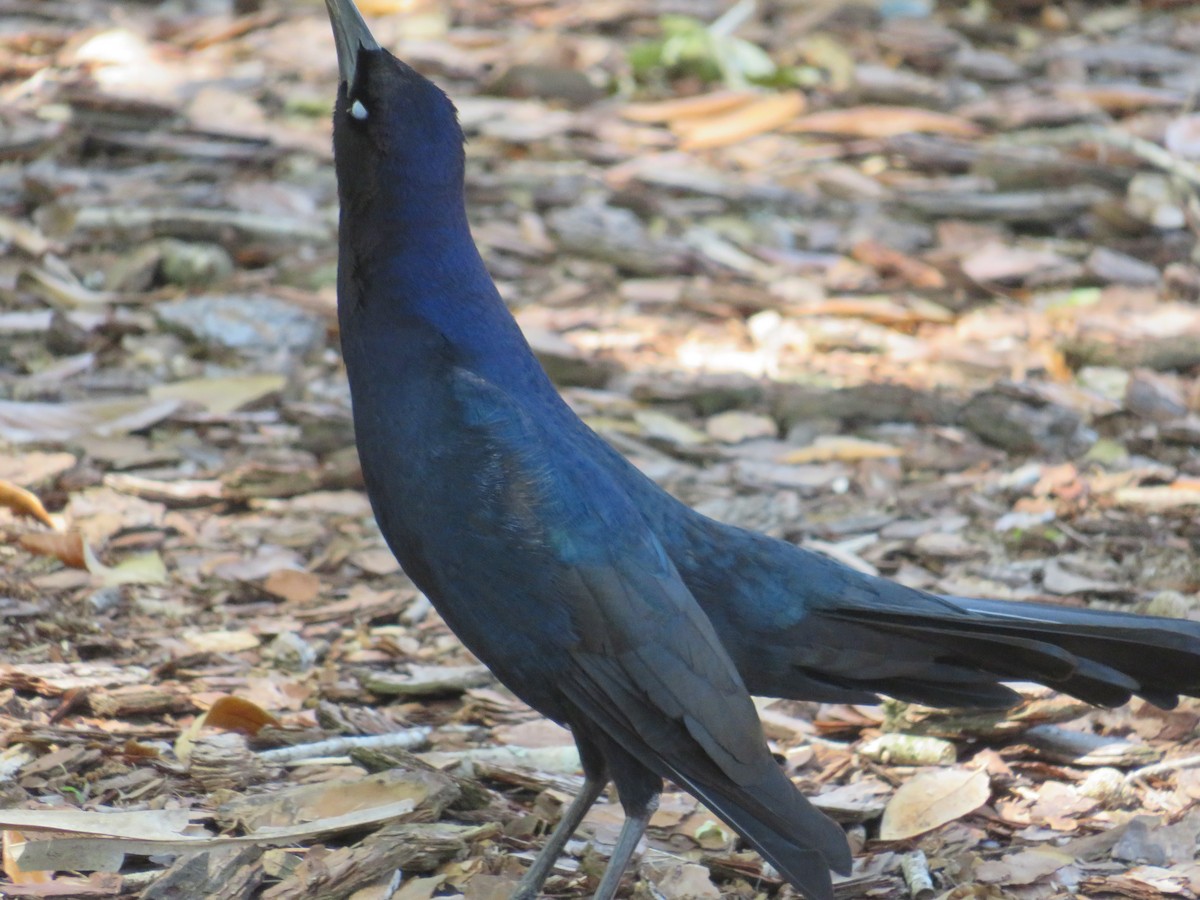 Boat-tailed Grackle - ML549198091
