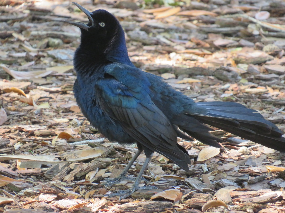 Boat-tailed Grackle - ML549198101