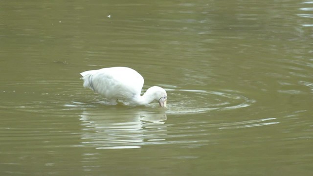 Yellow-billed Spoonbill - ML549198311