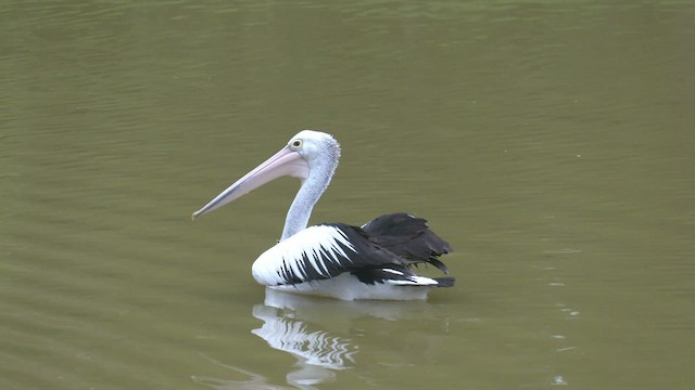 pelikán australský - ML549198431