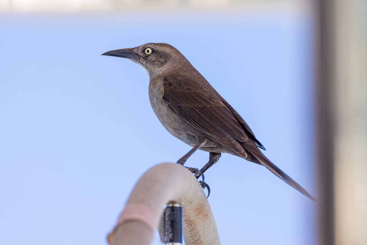 Carib Grackle - Charlie Bostwick