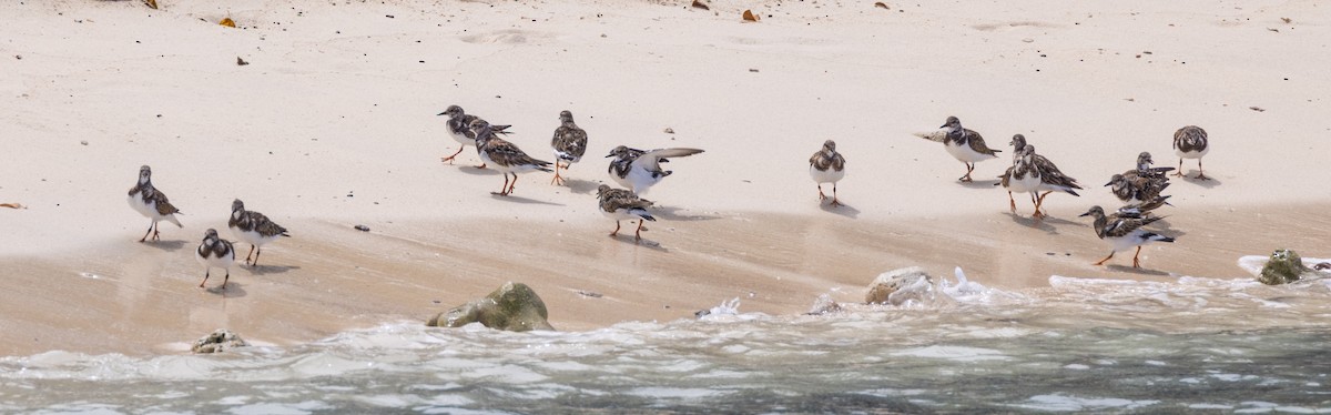 Ruddy Turnstone - ML549198981