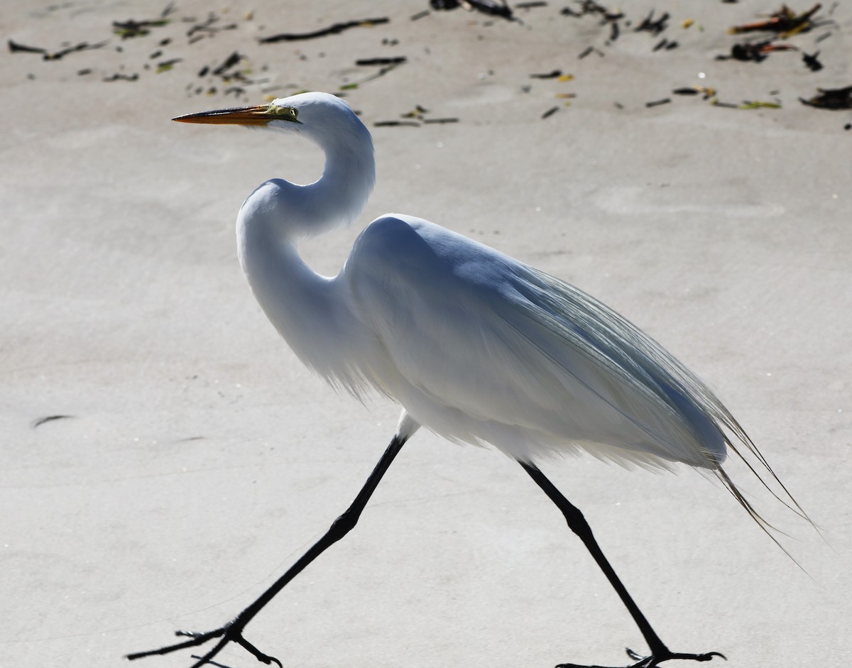 Great Egret - Glenn Blaser